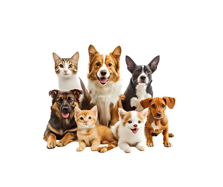 Mascotas